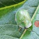 Image of Cassida (Mionychella) hemisphaerica Herbst 1799