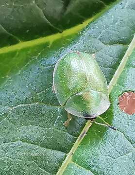 Plancia ëd Cassida (Mionychella) hemisphaerica Herbst 1799