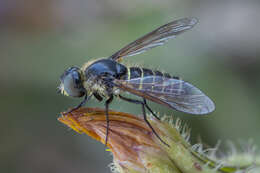 Слика од Lomatia fasciculata Loew 1869