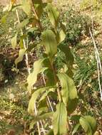 Image of Nevada Goldenrod