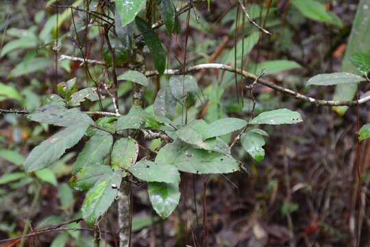 Image of Ilex brandegeeana Loes.