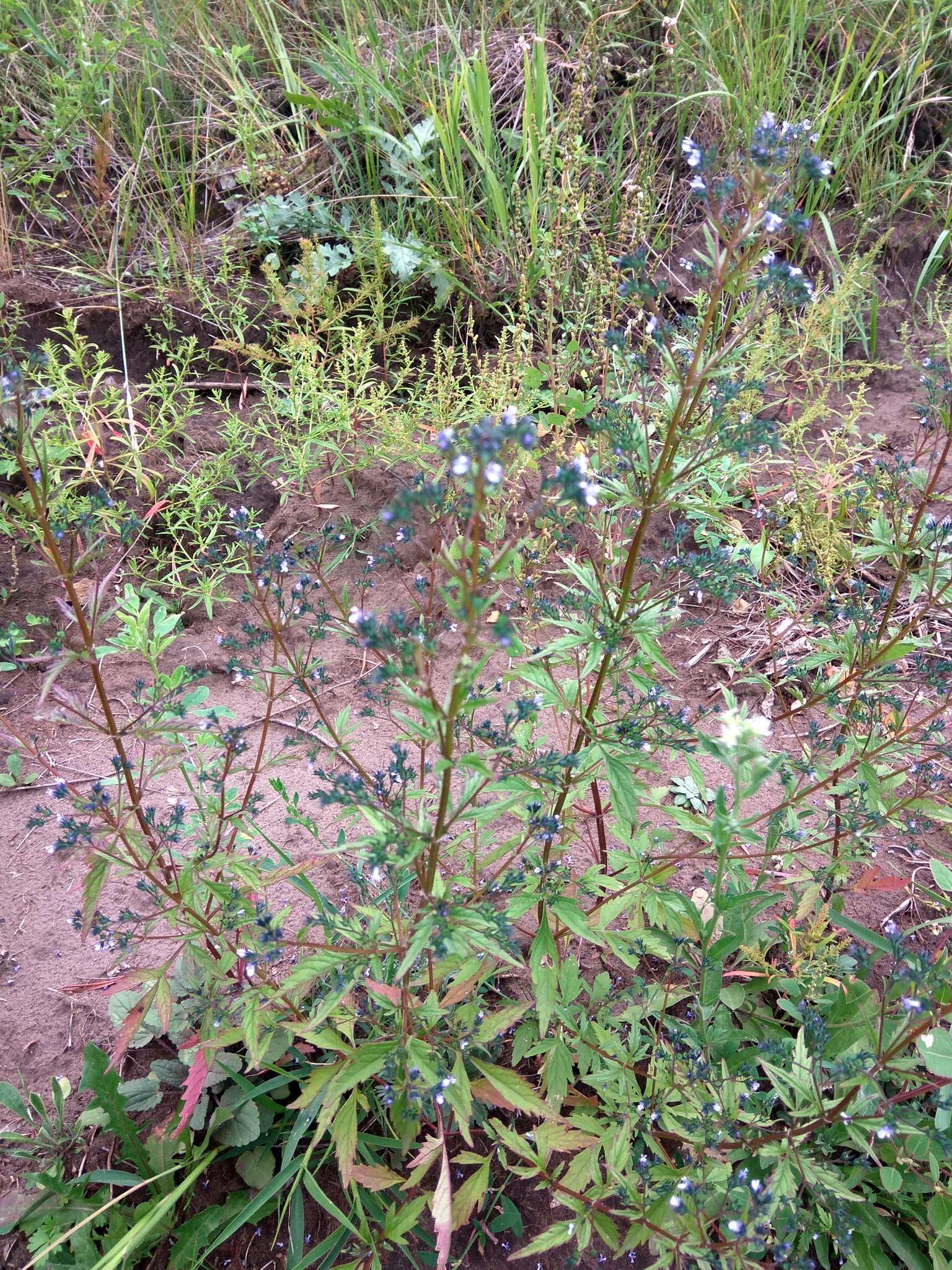 Image of Amethystea caerulea L.