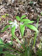 Слика од Anemone lancifolia Pursh