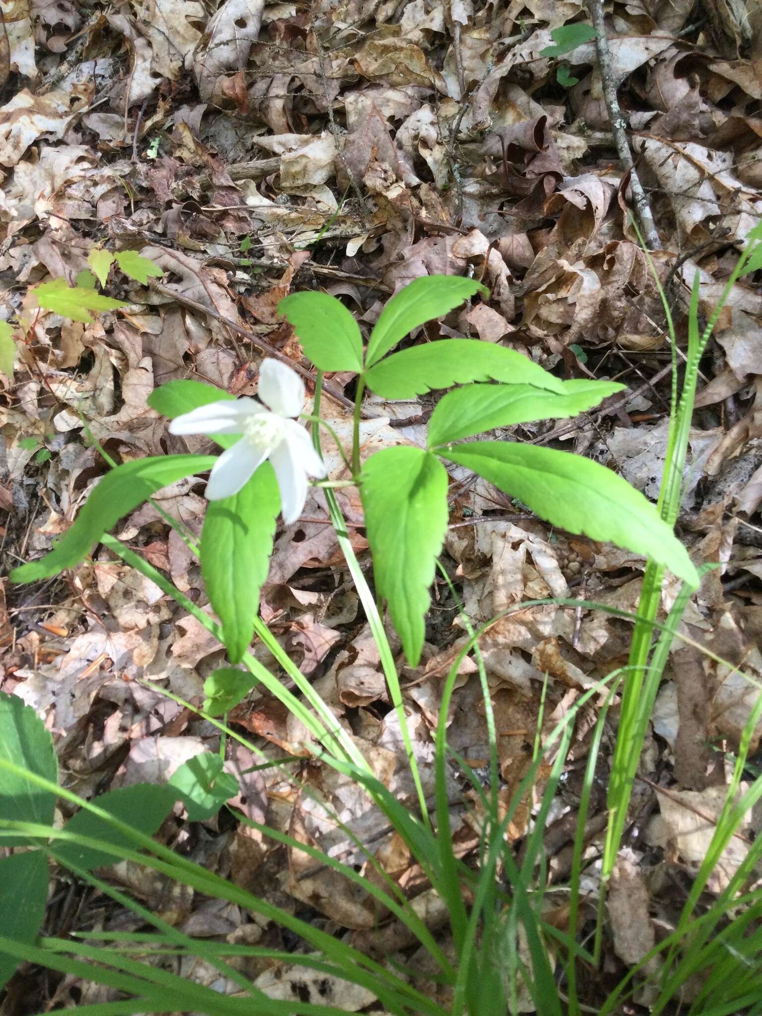 Слика од Anemone lancifolia Pursh