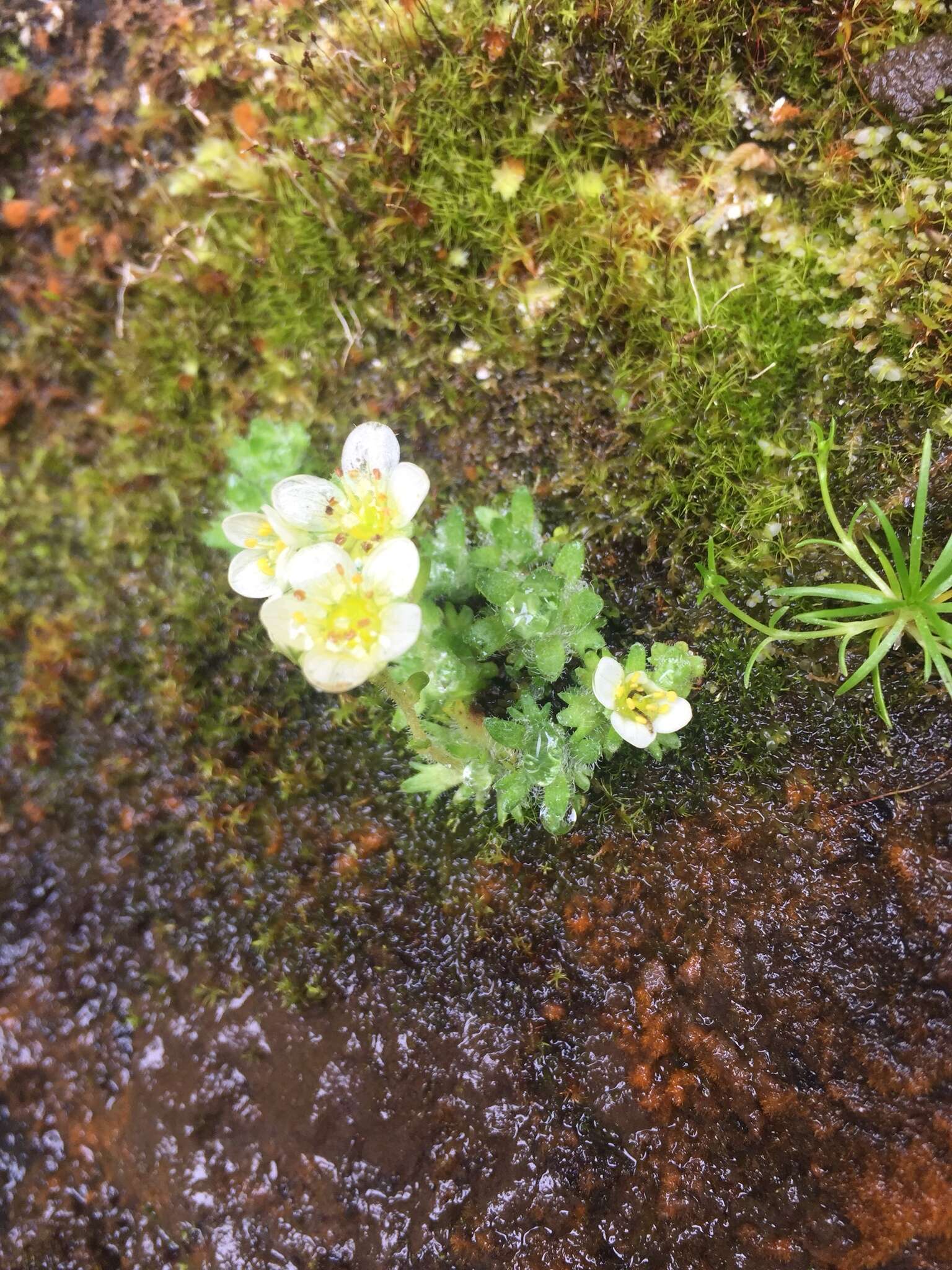 Imagem de Saxifraga rosacea Moench