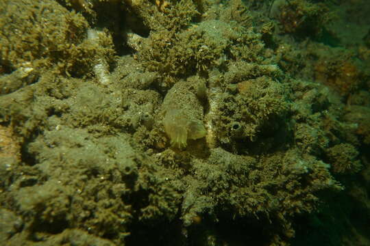 Image of Tunicate