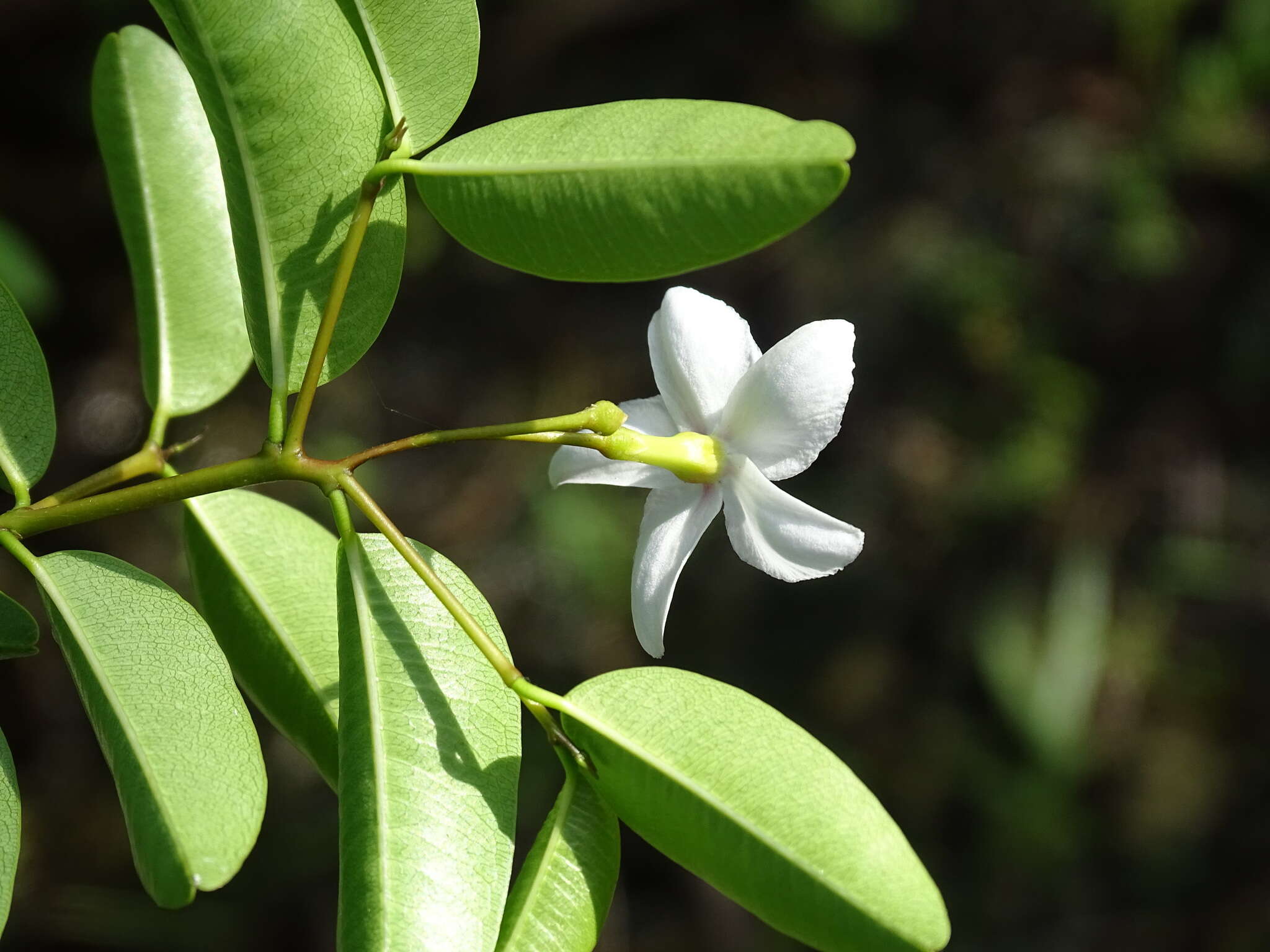 Image of Cameraria latifolia L.