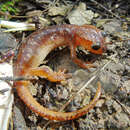 Image of Bay Lycian Salamander