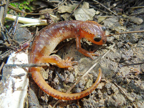 Image of Bay Lycian Salamander