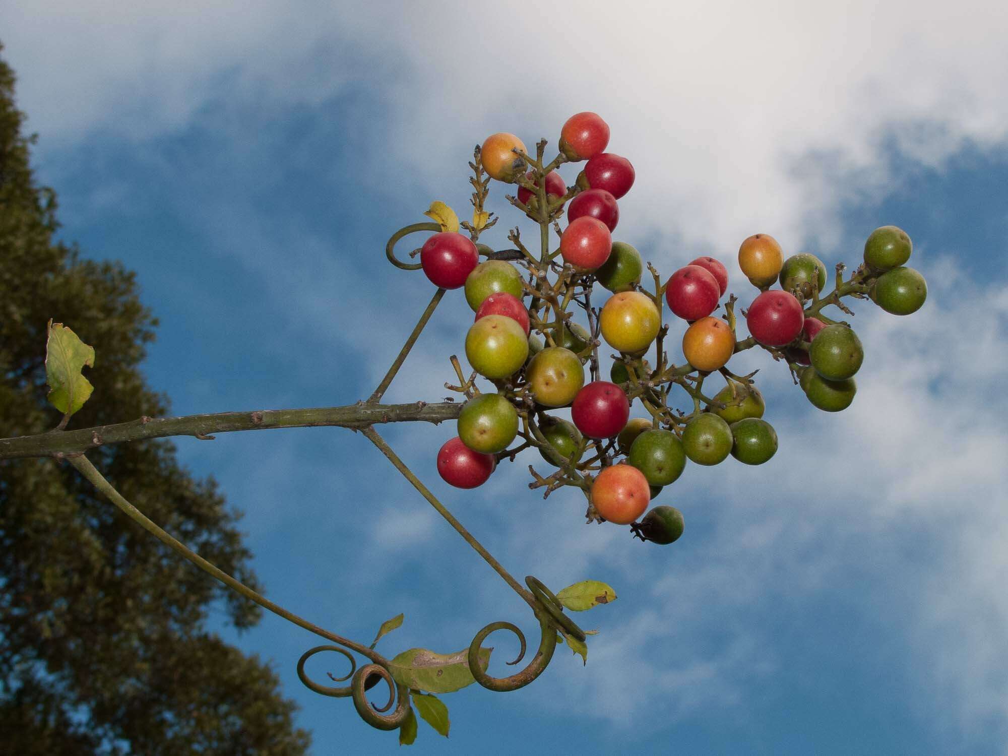 Plancia ëd Durandea jenkinsii Stapf