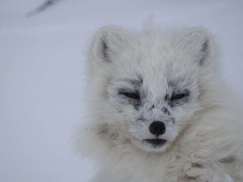 Vulpes lagopus lagopus (Linnaeus 1758) resmi