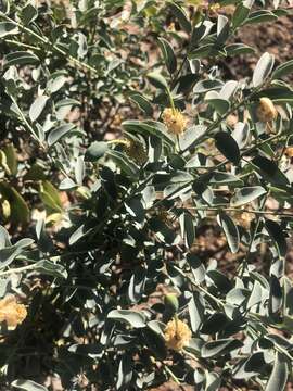 Image of Blue bush-cherry