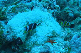 Amphiprion chrysogaster Cuvier 1830 resmi