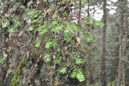 Image of Canadian Yew