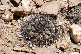 Image of Rebutia neumanniana (Werderm.) D. R. Hunt