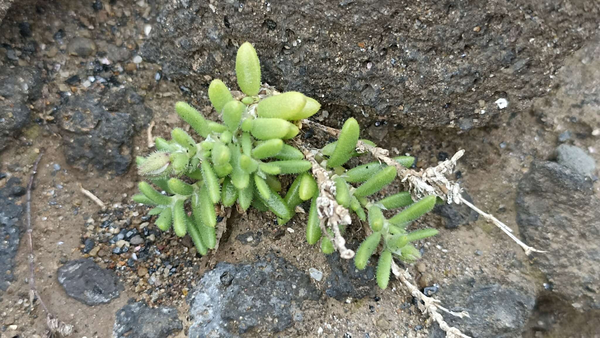 Image of Spergularia azorica (Kindb.) Lebel