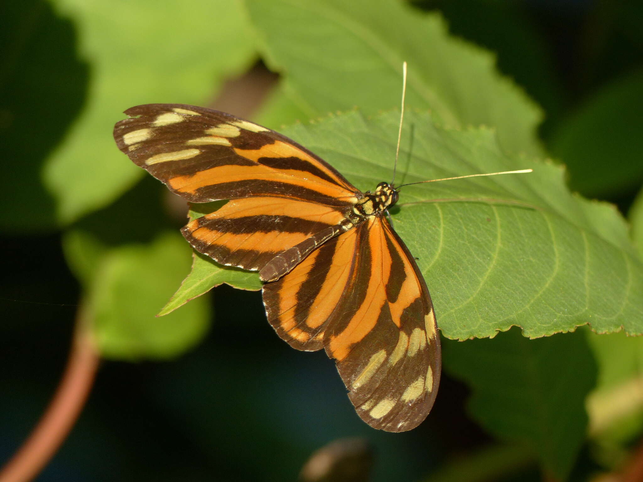 Image of Heliconius ismenius telchinia Doubleday (1847)