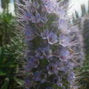 Image of Echium hierrense Webb ex C. Bolle