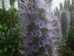 Image of Echium hierrense Webb ex C. Bolle