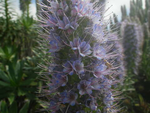 Echium hierrense Webb ex C. Bolle的圖片