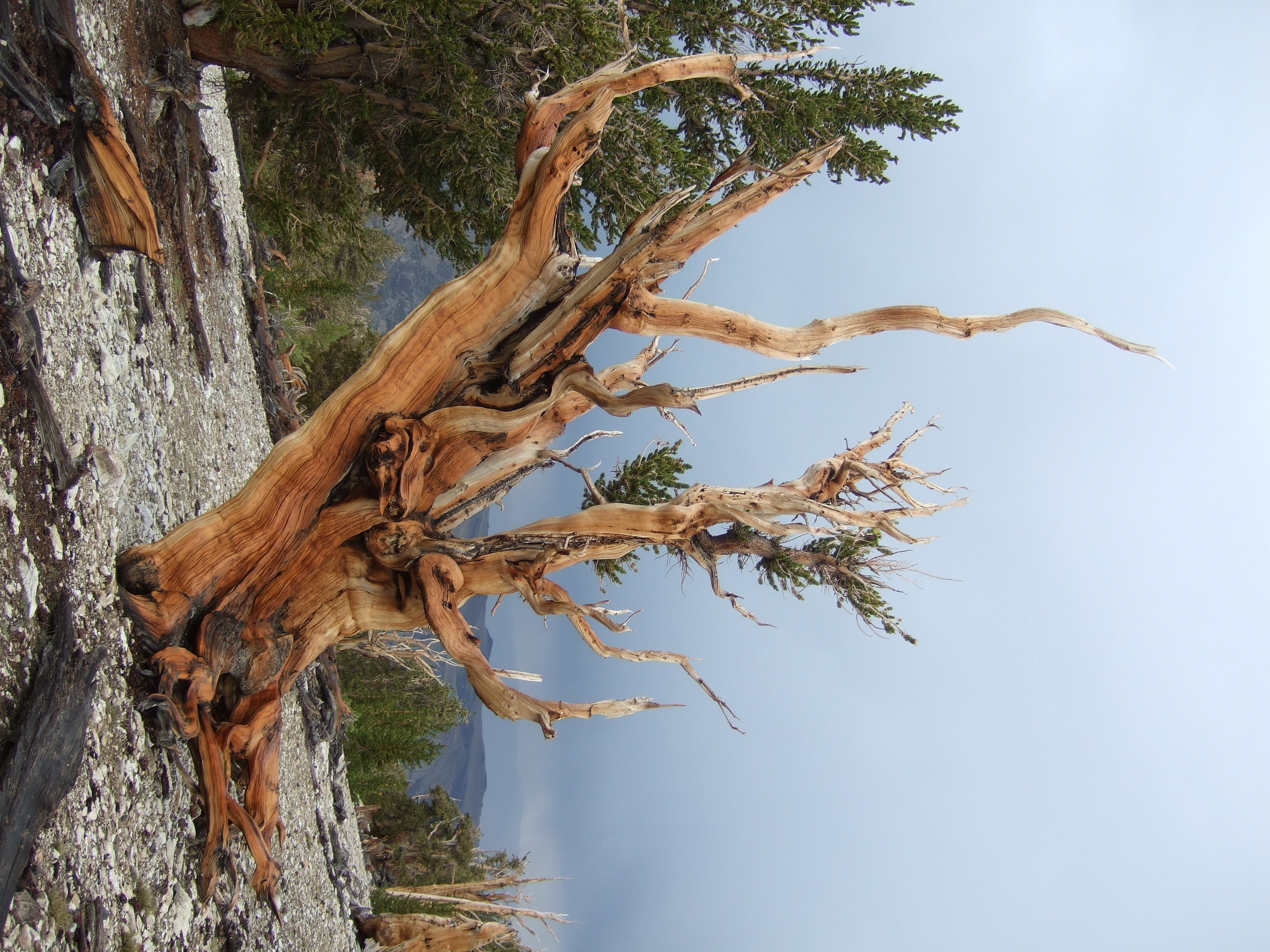 Great Basin bristlecone pine media - Encyclopedia of Life
