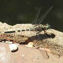 Image of Speckled Skimmer