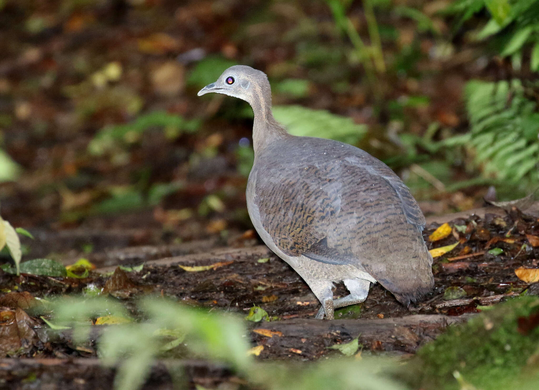 Image of Solitary Tinamou