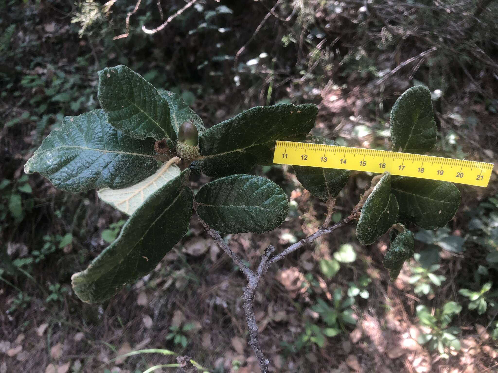 Image of Quercus greggii (A. DC.) Trel.