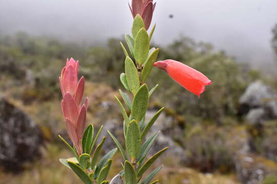 Image of Demosthenesia spectabilis (Rusby) A. C. Sm.