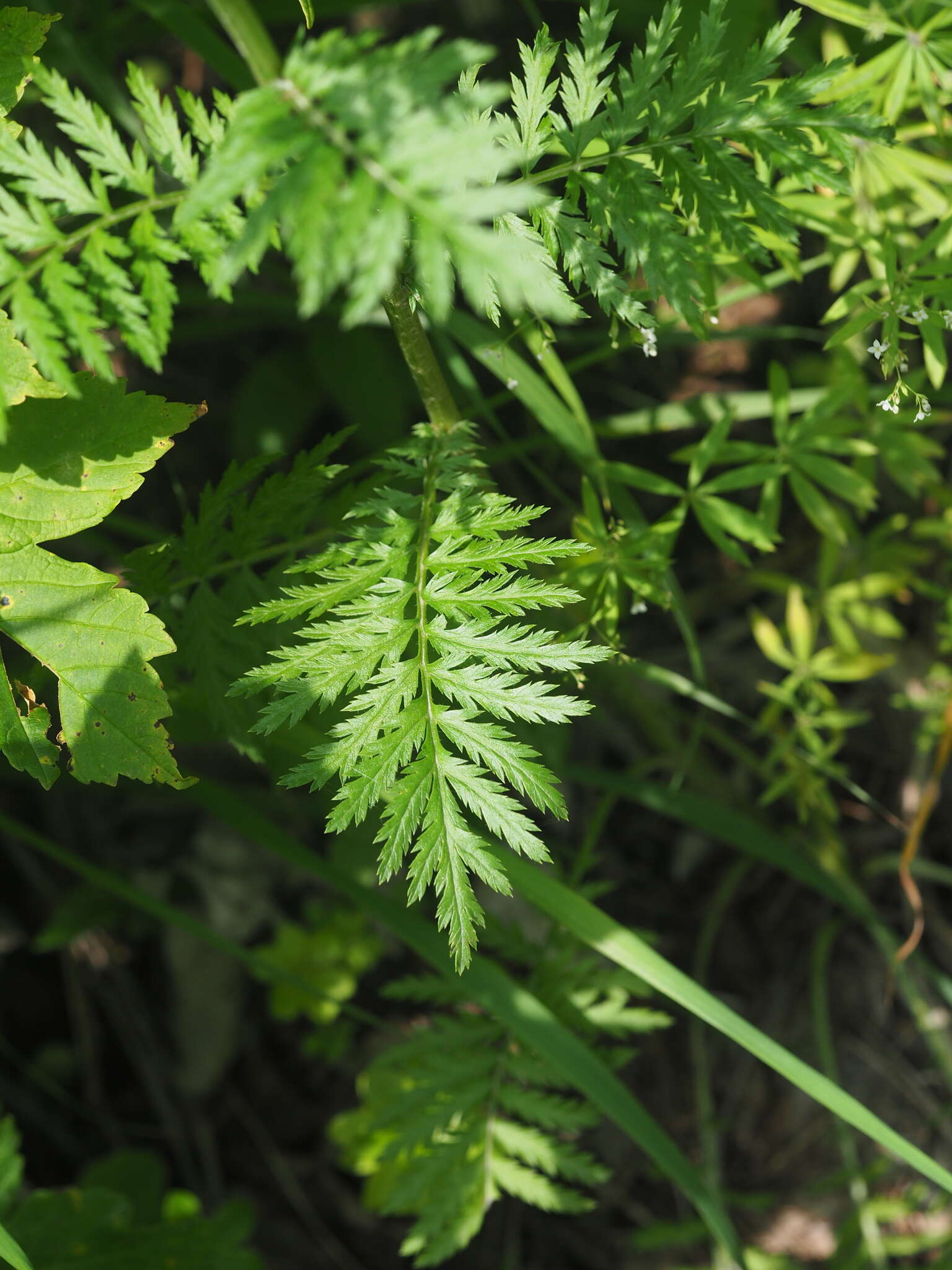 Image of Tanacetum corymbosum subsp. subcorymbosum (Schur) Pawl.