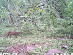 Image of Jaguarundi