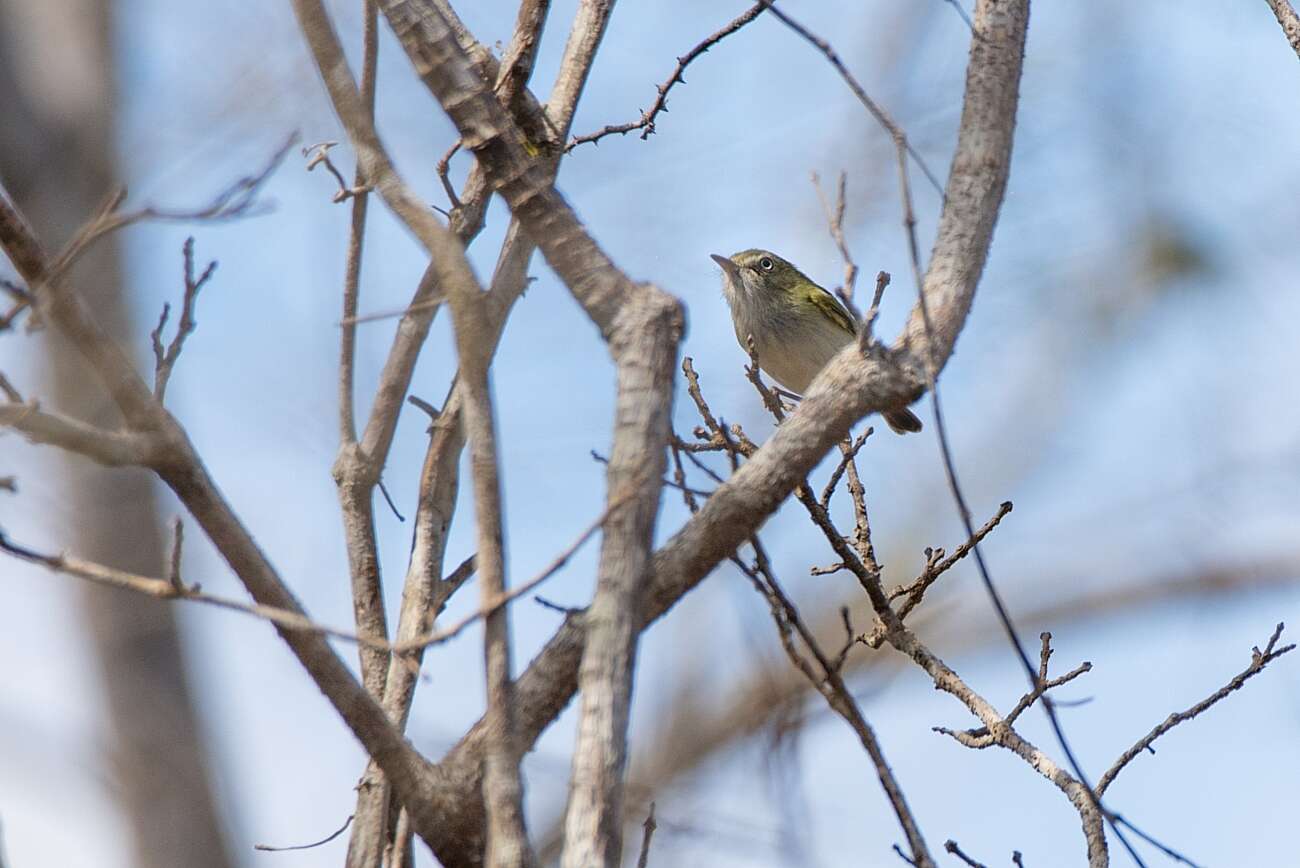 Image of Pearly-vented Tody-Tyrant