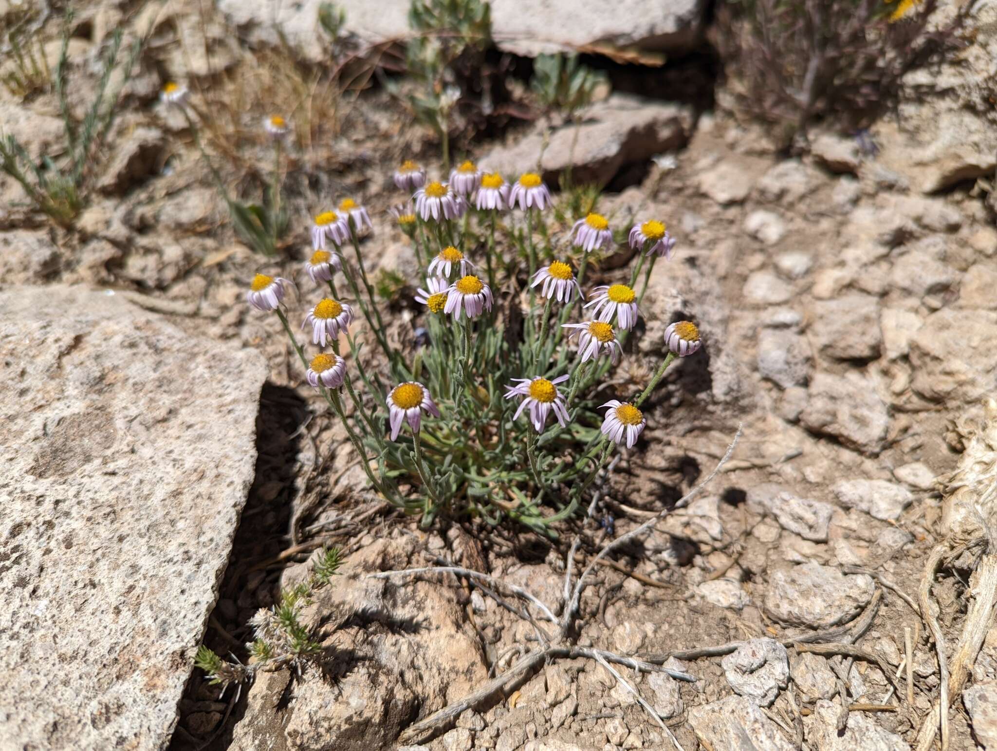 Image of Clokey's fleabane