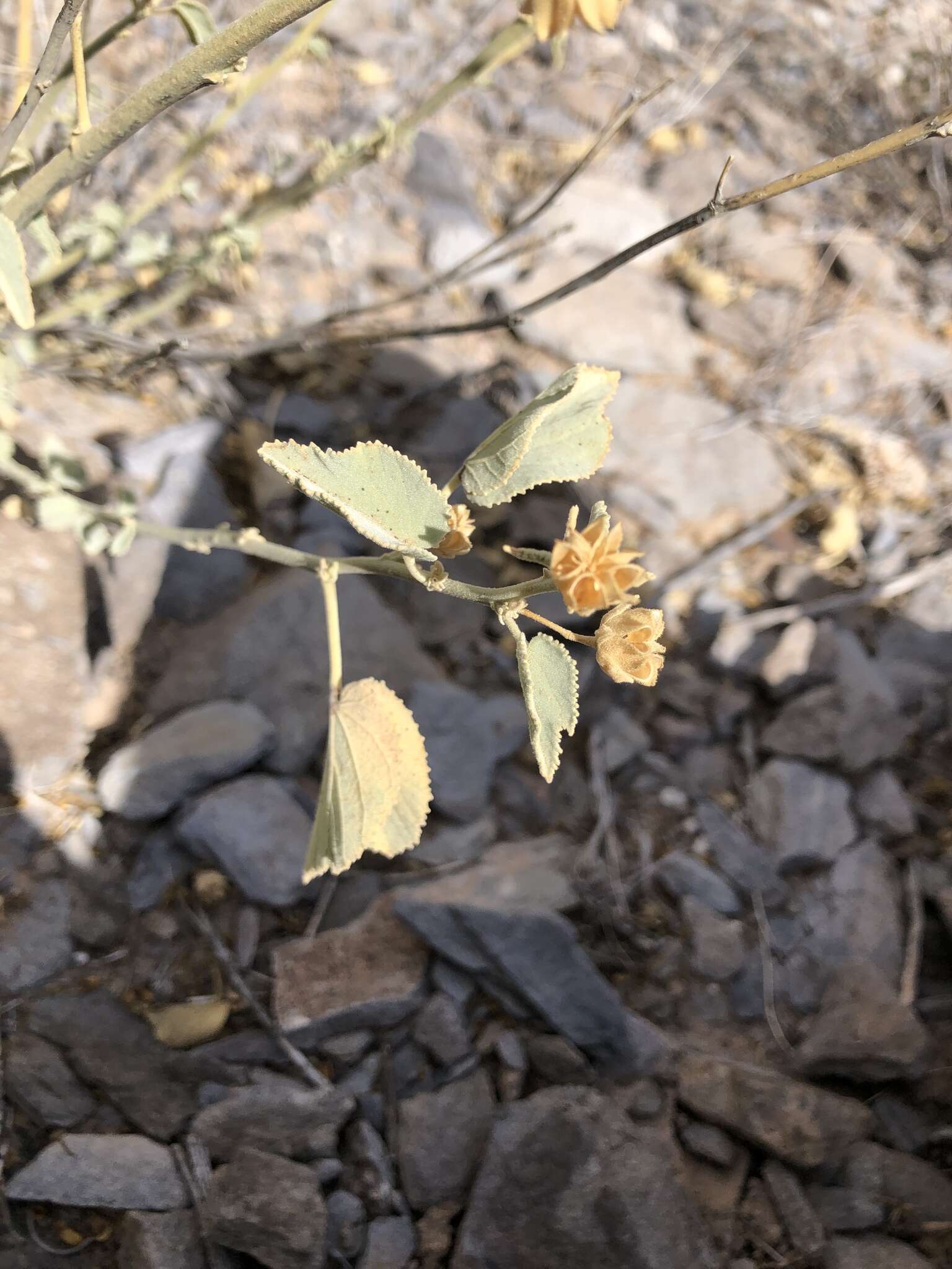 Image of yellow Indian mallow