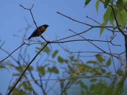 Image of Finsch's Euphonia