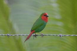 Image of Red-throated Parrot-Finch