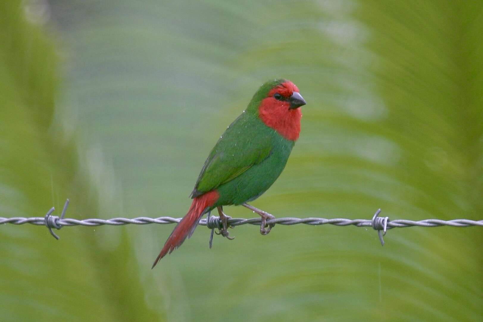 Image of Red-throated Parrot-Finch