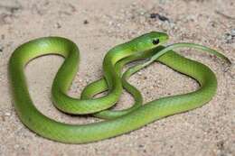 Image of Green Water Snake