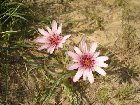 Image of Tragopogon ruber S. G. Gmel.