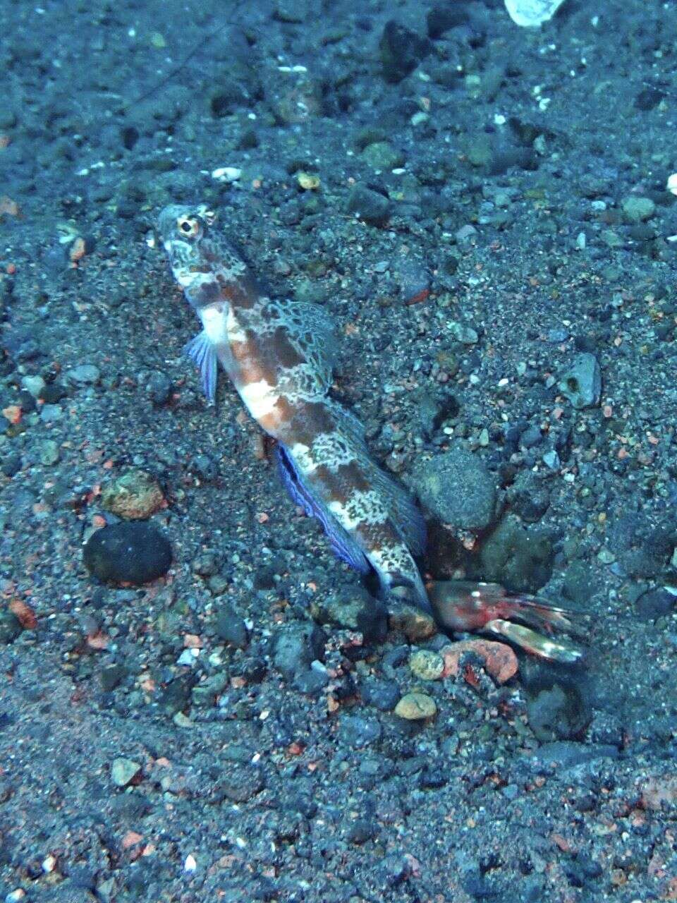 Image of Broad-banded shrimpgoby