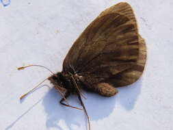 Image de Erebia mackinleyensis Gunder 1932