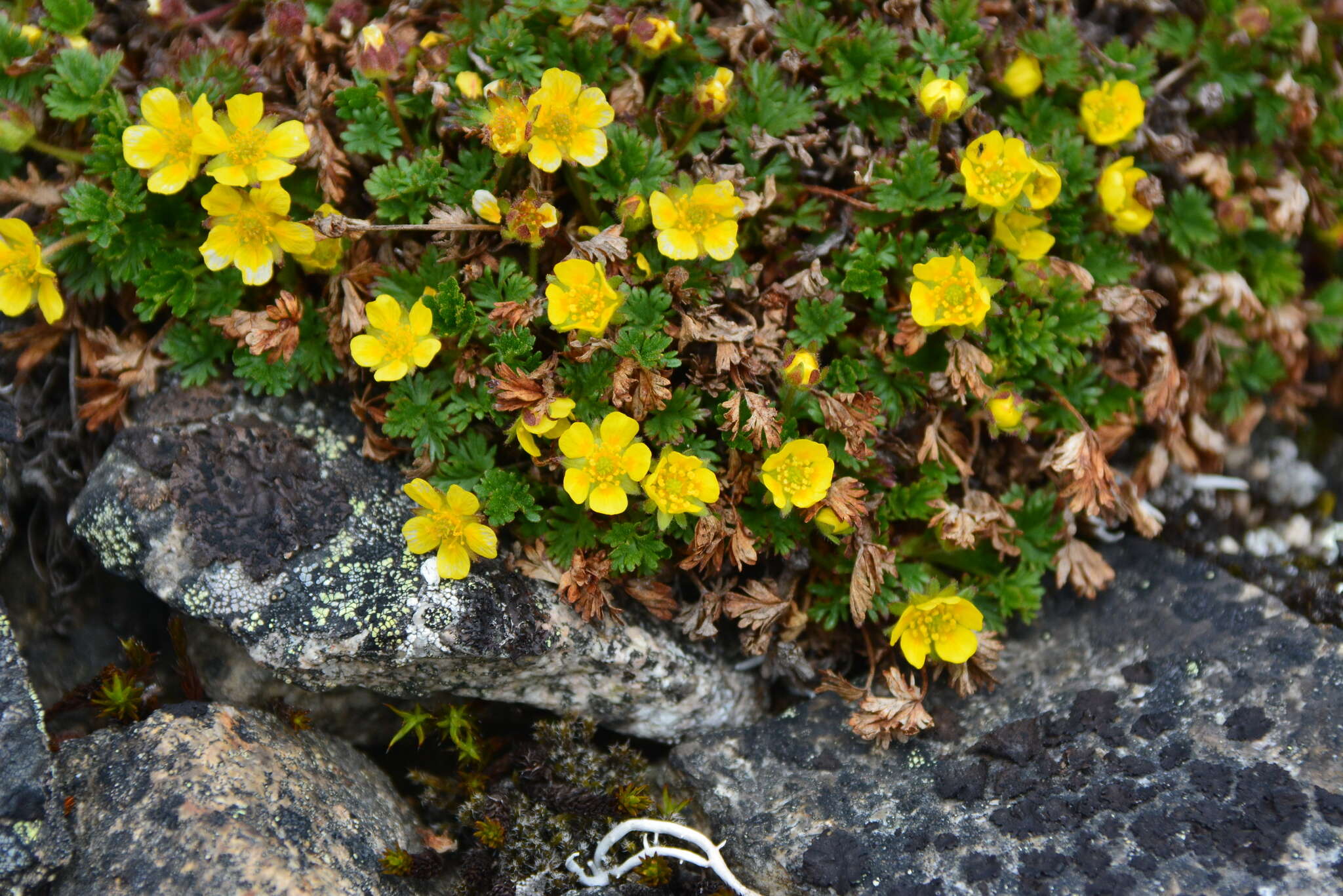 Image de Potentilla elegans Cham. & Schltdl.