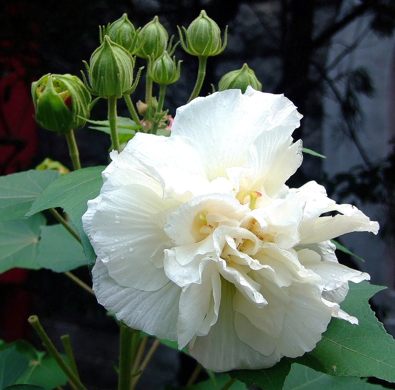 Cotton Rosemallow Encyclopedia Of Life