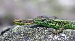 Image of Iberian rock lizard