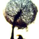 Image of Lamproderma ovoideum