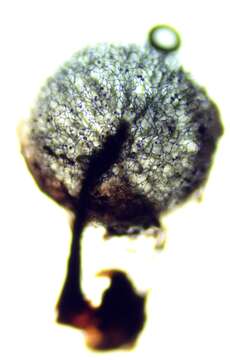 Image of Lamproderma ovoideum