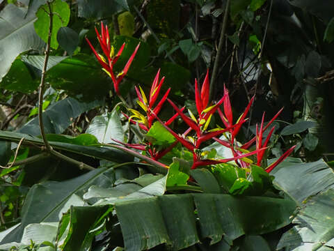 Image of Guatemalan bird of paradise