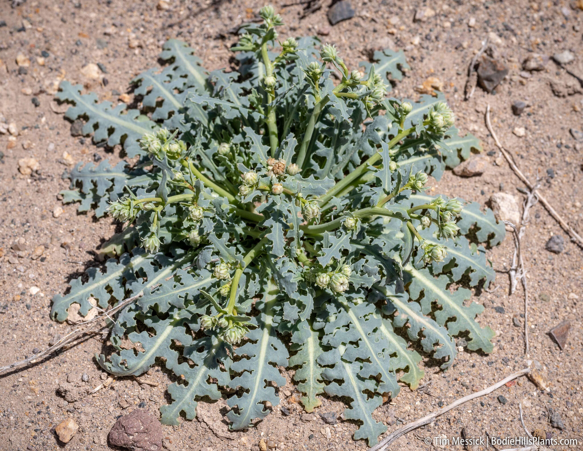 Image of sowthistle desertdandelion