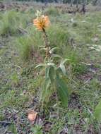 Image of Buddleja tubiflora Benth.