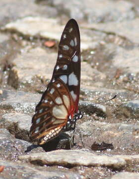 Image of common graphium